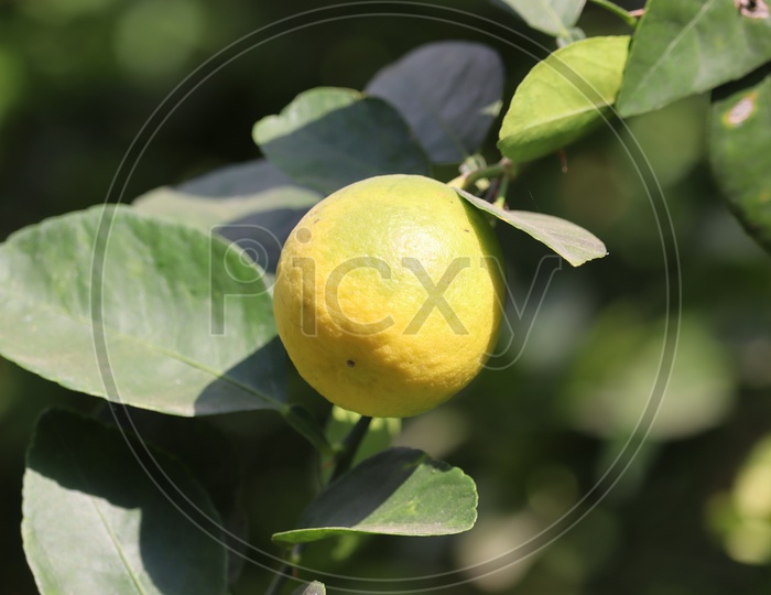 Lemon. Ripe Lemons Hanging On Tree. Growing Lemon. Lemon Garden,