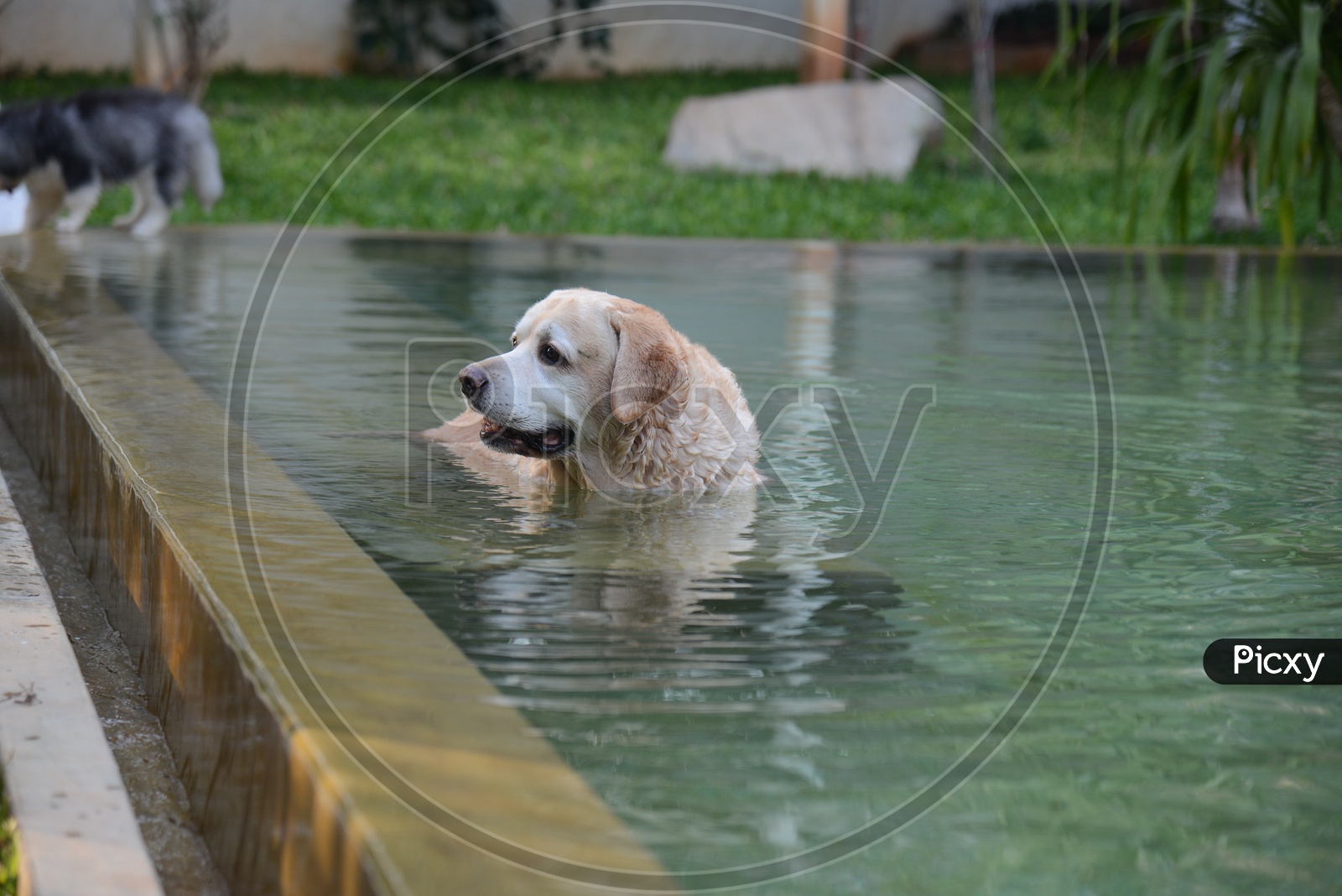 Labrador Husky Dog In a Swimming pool