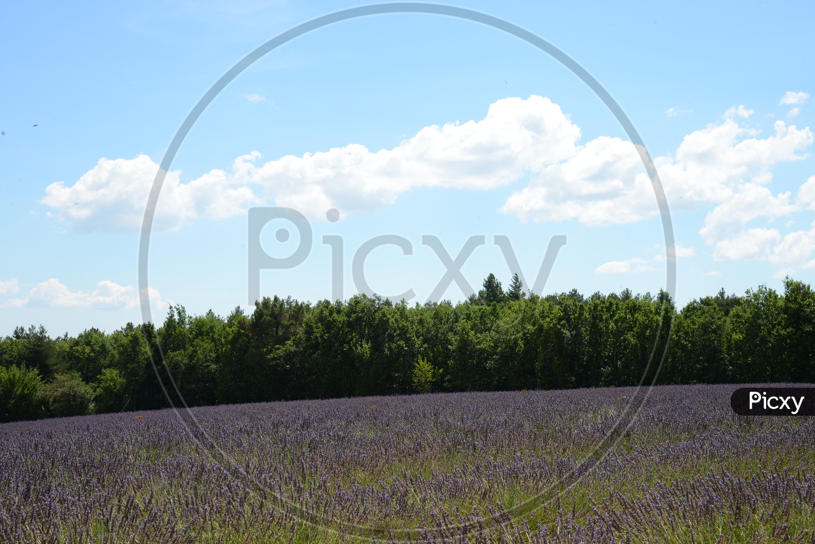 Fernleaf Lavender  Fields With Blue sky And Clouds Background