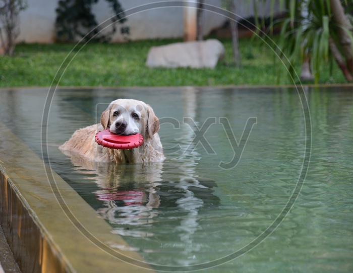 Labrador Husky Dog Playing In a Swimming Pool