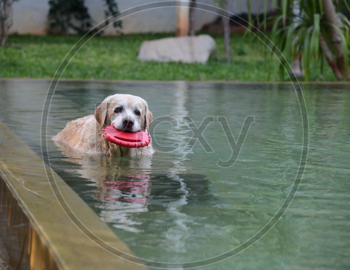 Labrador Husky Dog Playing In a Swimming Pool