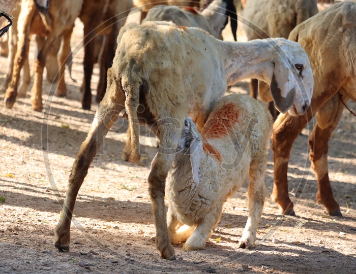 Mother Sheep Feeding Milk To Its Kid