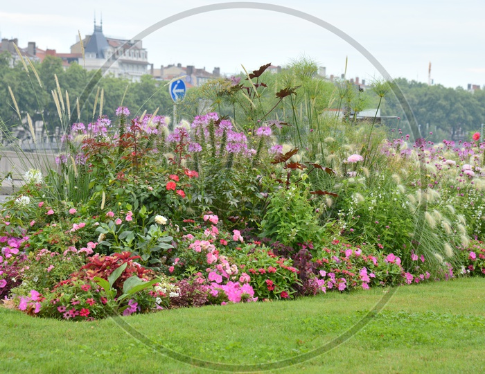 Flower Garden In a Park With Blooming Flowers
