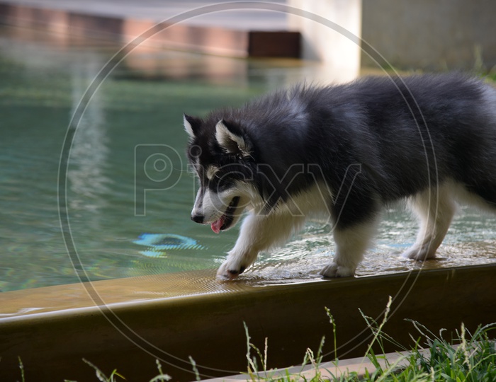 Mackenzie River husky Dog  At a Pool Side