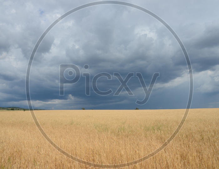 Golden Grass Land With Clouds And Sky As Background