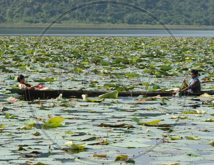 Young Indian Girl in a Wooden Boat Collecting Lotus Flowers in River