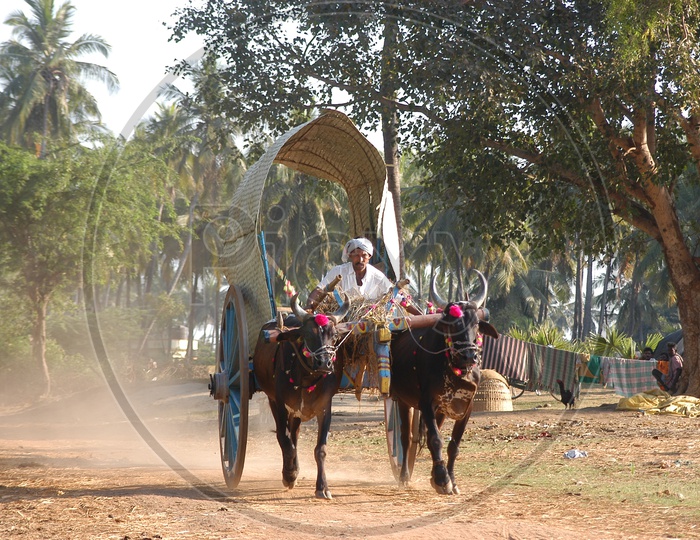 Bullock Cart In Rural Village Roads