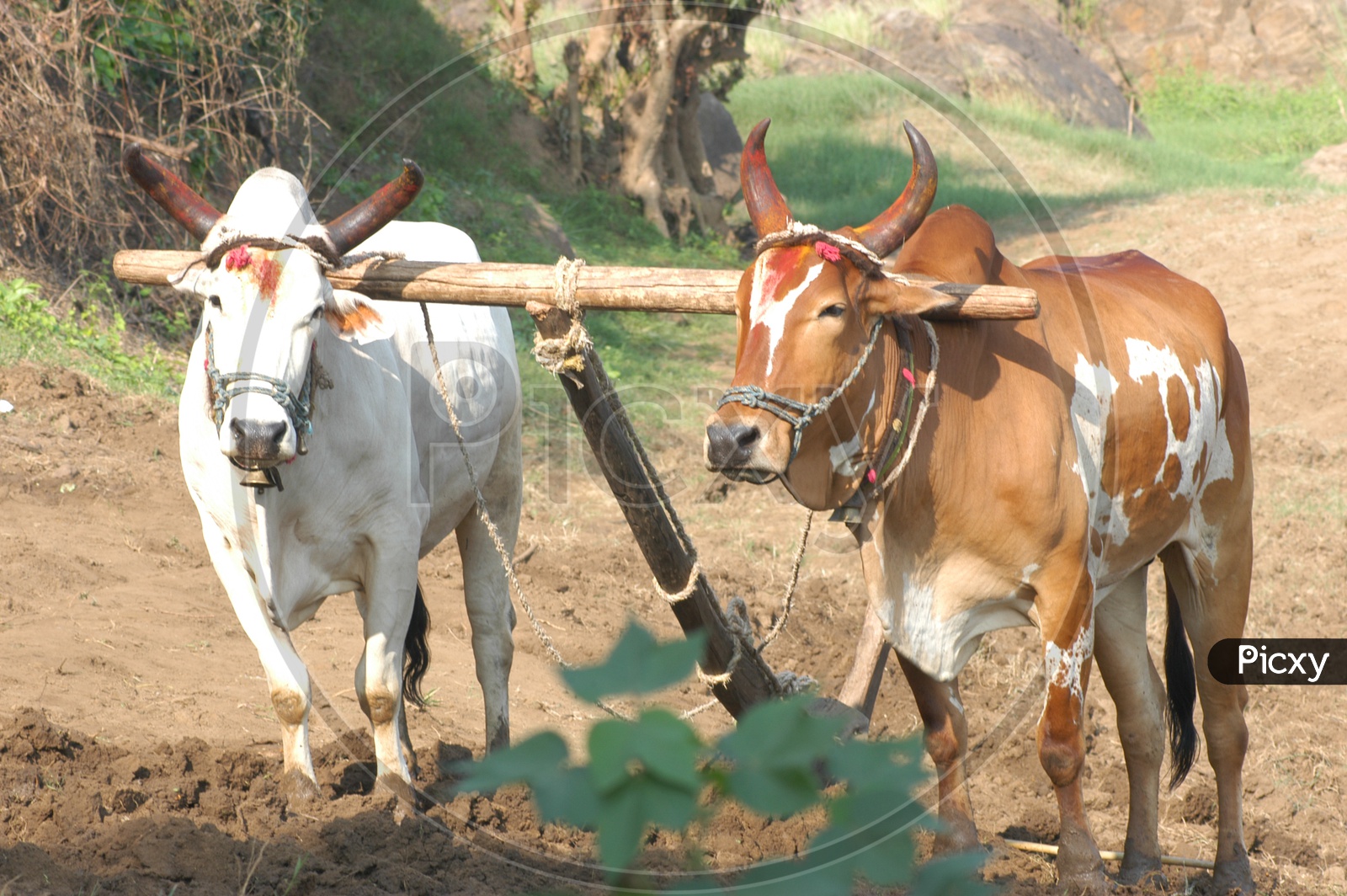 Agricultural Fields Ploughing With Bullocks in Old Traditional Way In Rural Villages