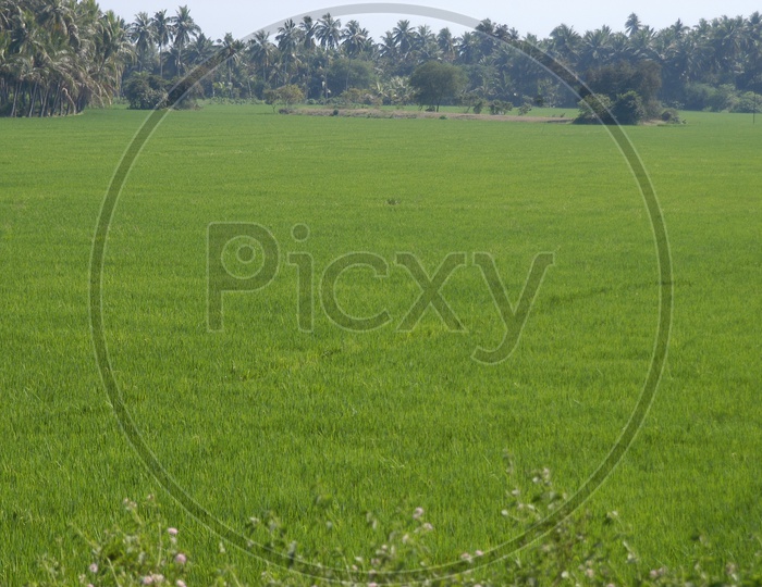 Agriculture Fields in Andhra Pradesh