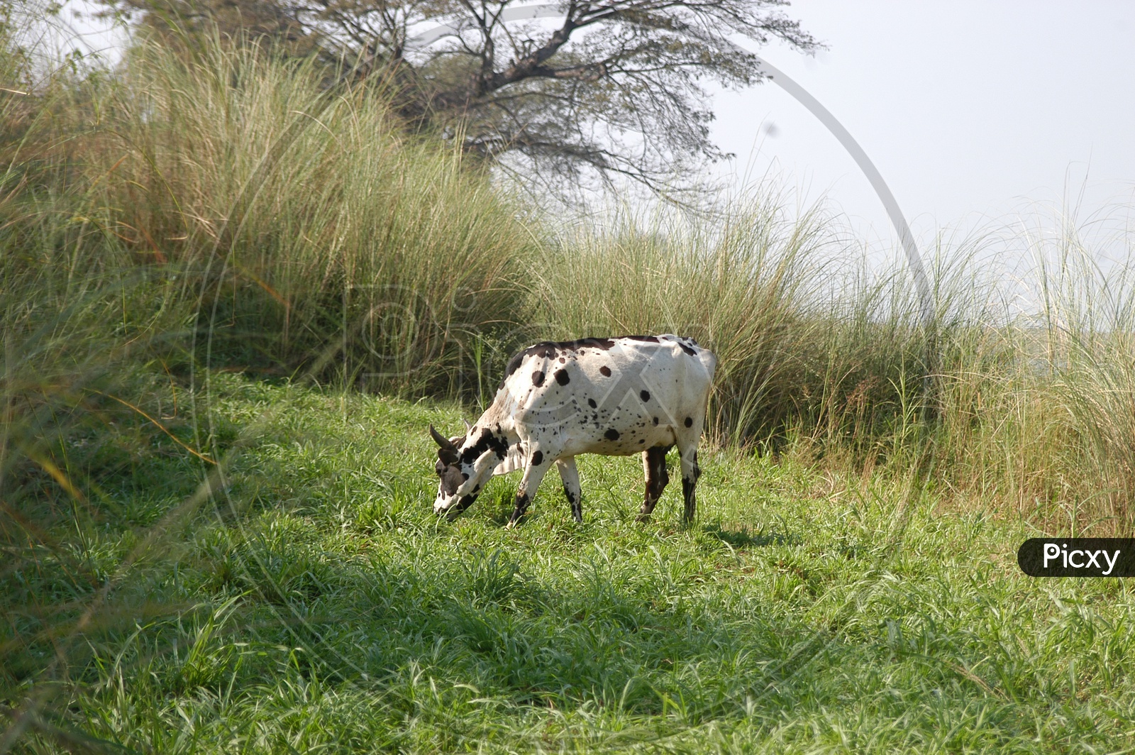 A Cow Grazing in Green Pastures