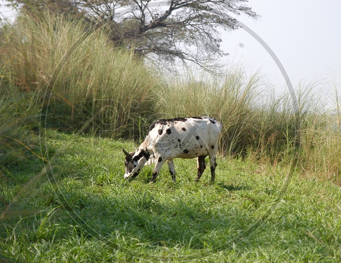 A Cow Grazing in Green Pastures