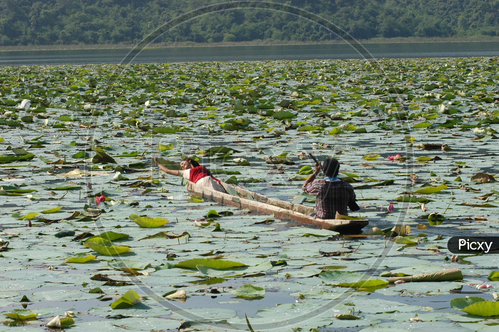 Young Indian Girl in a Wooden Boat Collecting Lotus Flowers in River