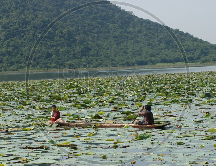 Young Indian Lovers in a Wooden Boat Collecting Lotus Flowers in River