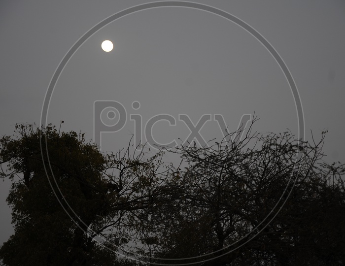 Canopy Of Tree With Moon In Sky