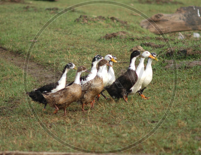 Group of Ducks on Godavari River Bank