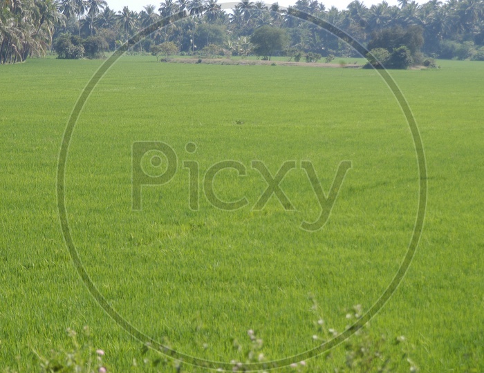 Agriculture Fields in Andhra Pradesh