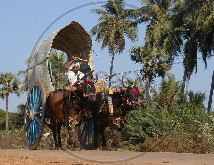 Bullock Cart In Rural Village Roads