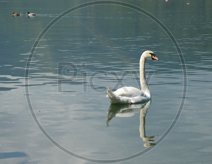 A White Swan Swimming In a Lake
