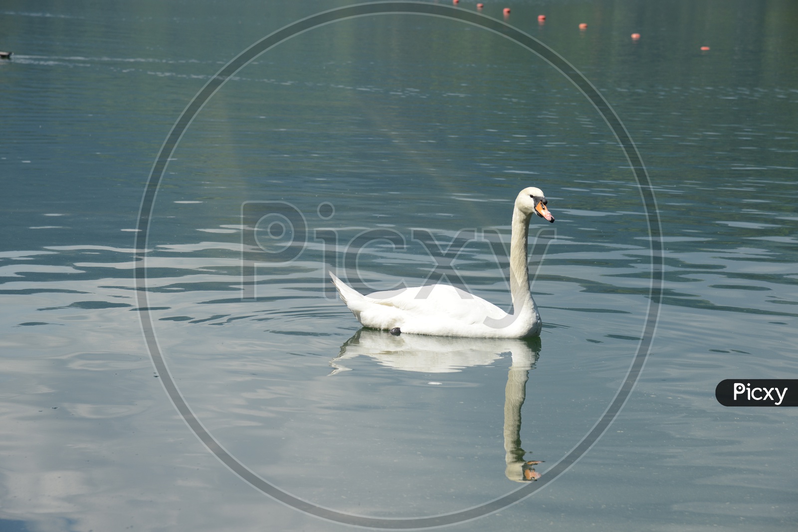 A White Swan Swimming In a Lake