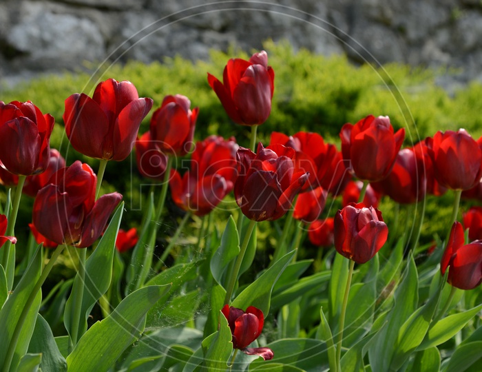 Red Tulip Flowers Growing In Flower Garden