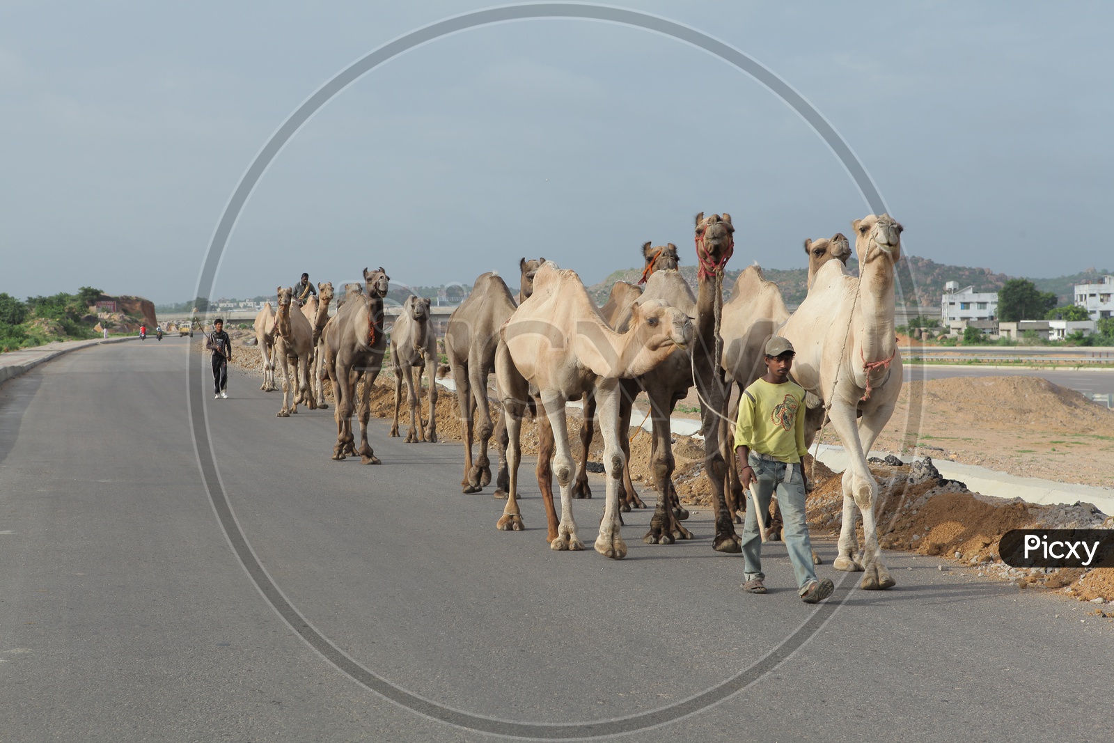 Group Of  Camels Walking on Roads