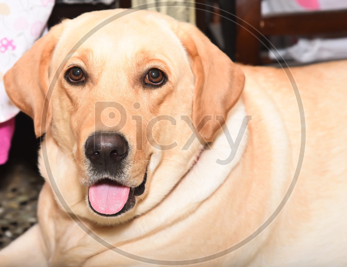 Labrador Dog  Face Closeup