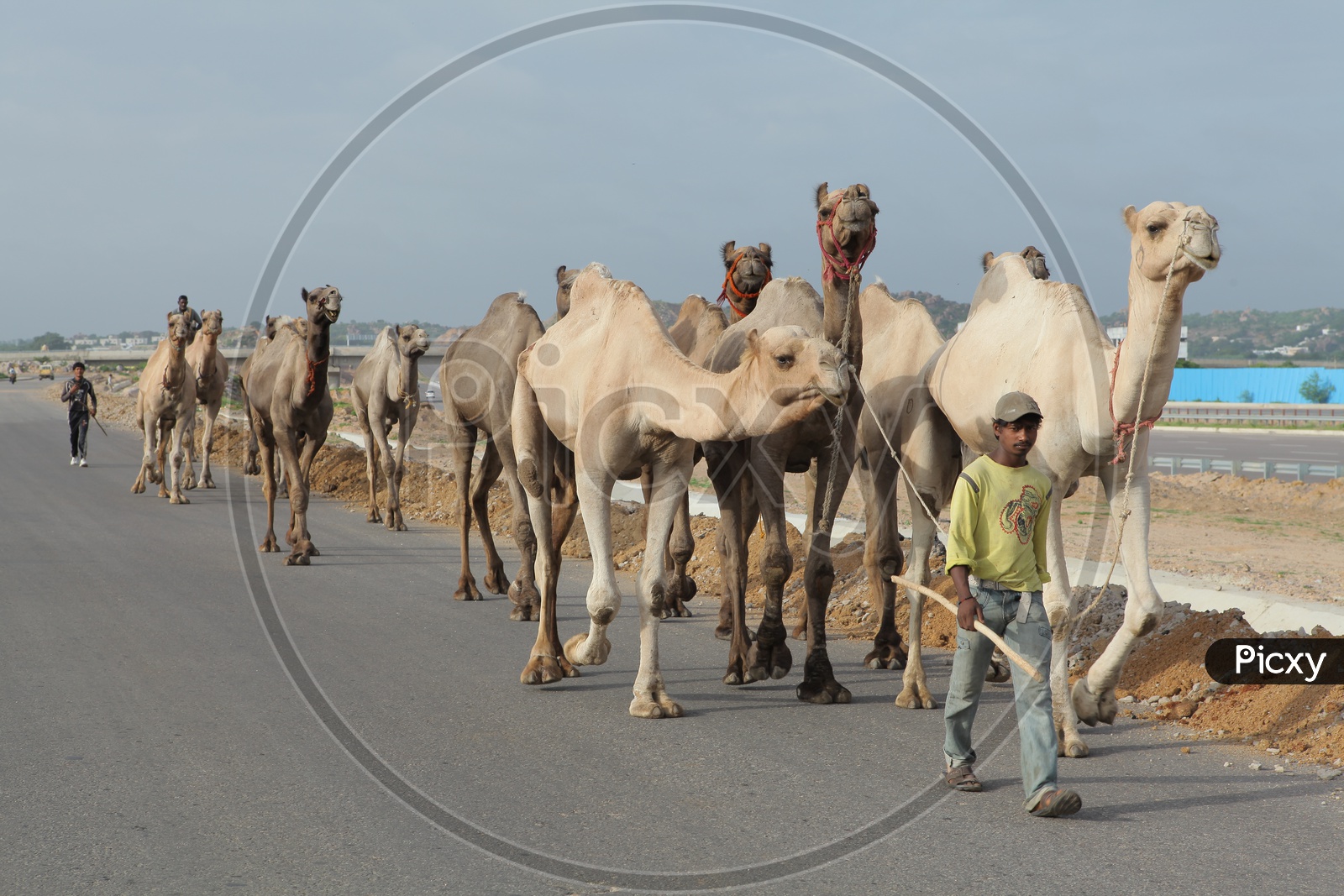 Group Of  Camels Walking on Roads