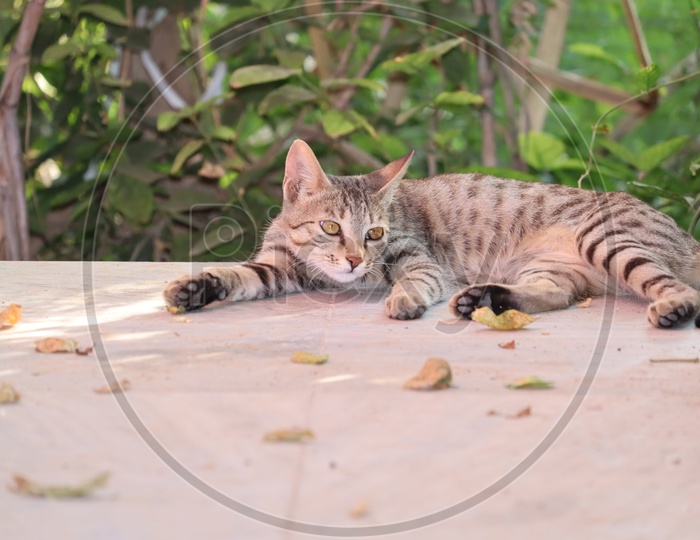 Young Tabby Cat Lying In Garden In Front Of Fence.Cat Looking At Camera