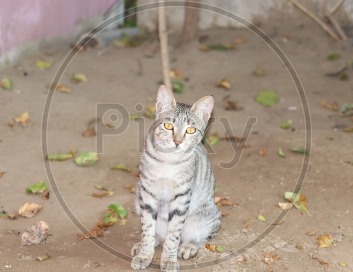 Cute Young Cat, Brown Tabby, Sitting Attentively On A Street, Looking Curiously, Rhodes, Greece