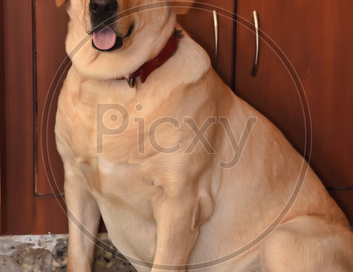 Labrador Dog  in a House