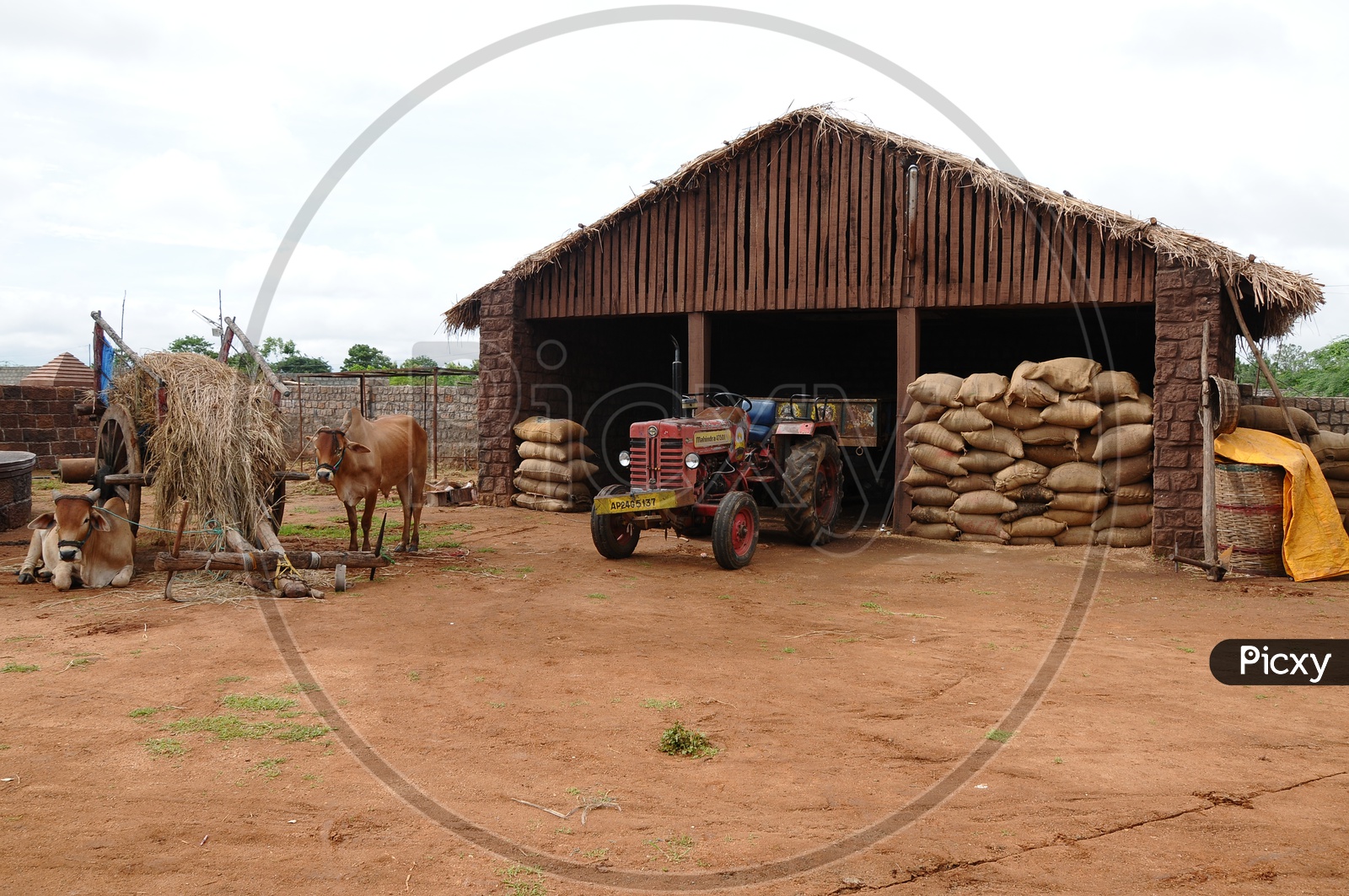 Paddy Storage Shelter With Paddy Bags And Bullock Carts in Rural Village Houses