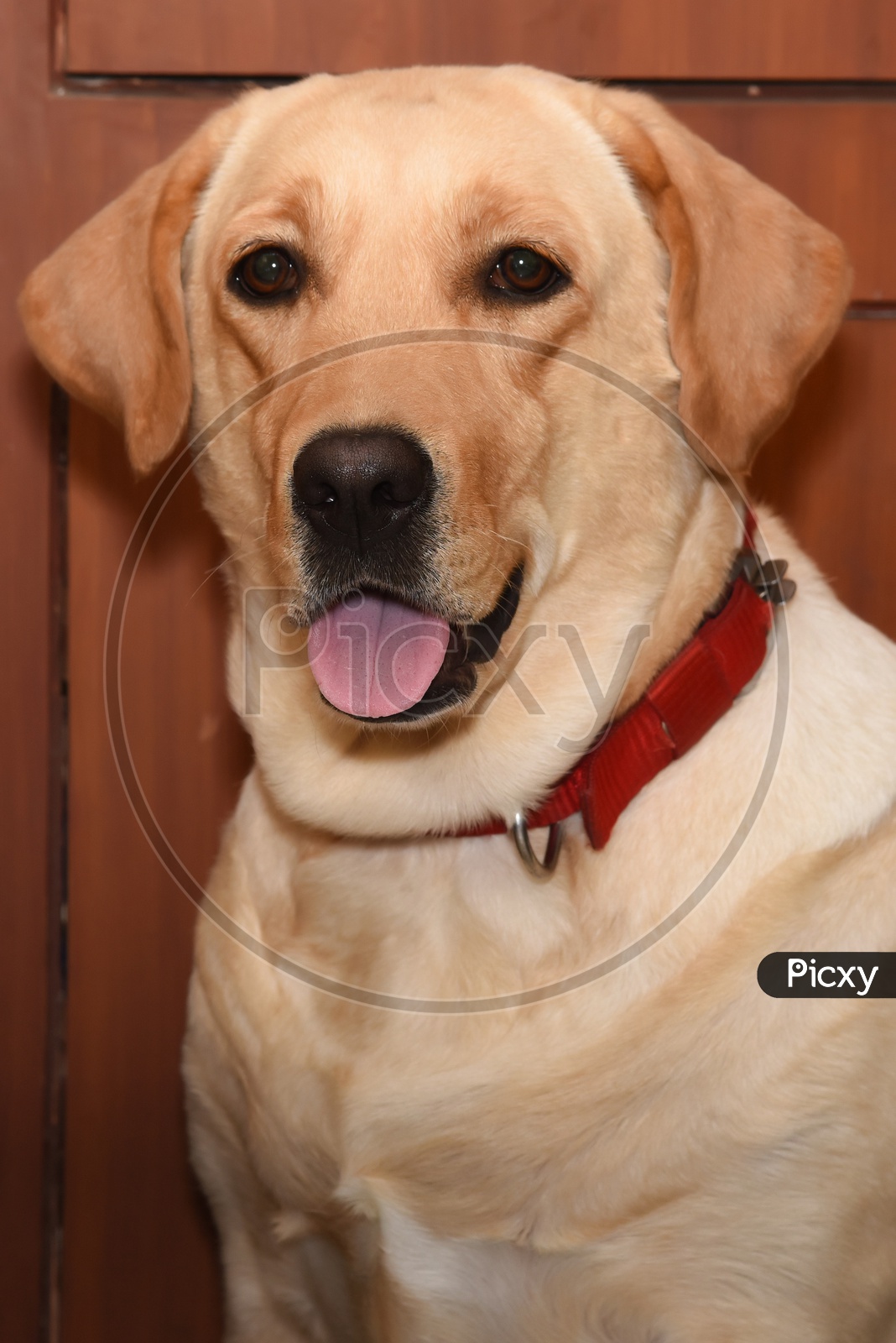 Labrador Dog  Face Closeup