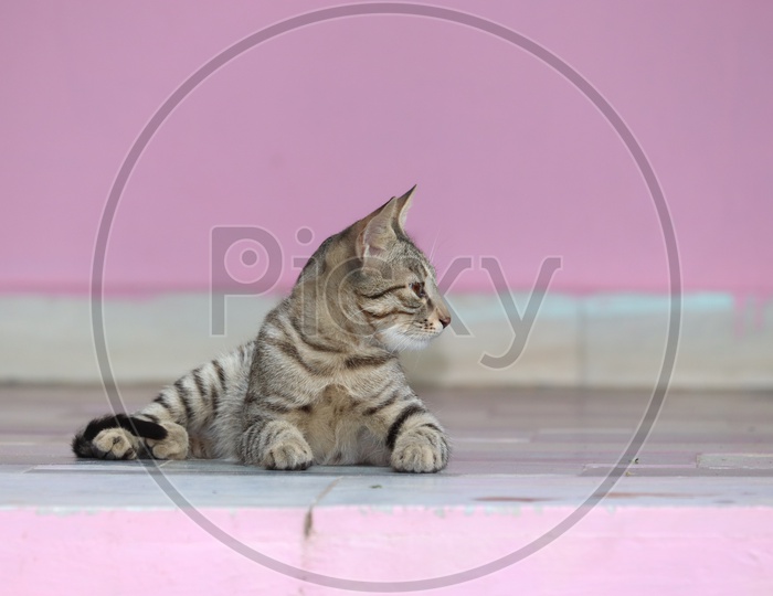 A Cute Little Gray Cat. Lying On The Cement Floor, Bokeh Background