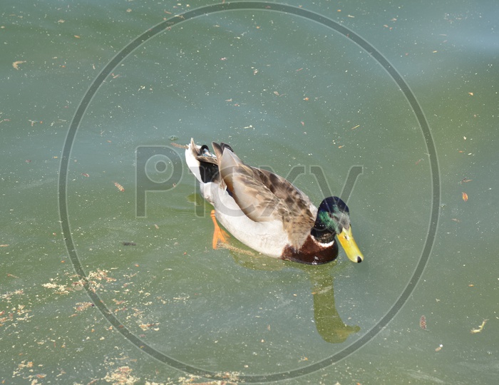 Ducks in a Pond Water