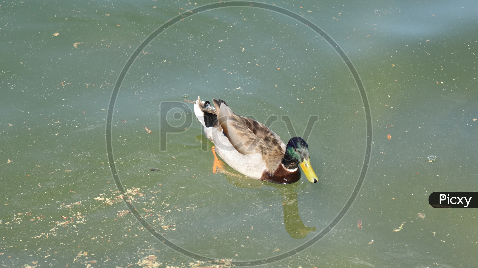 Ducks in a Pond Water