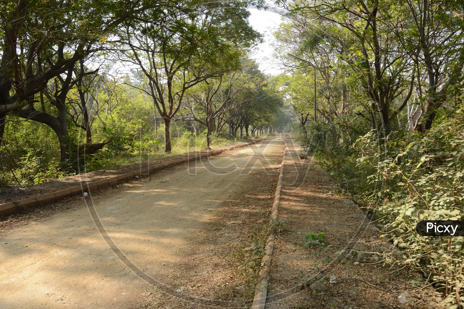 Mud Roads With Trees On Both Sides