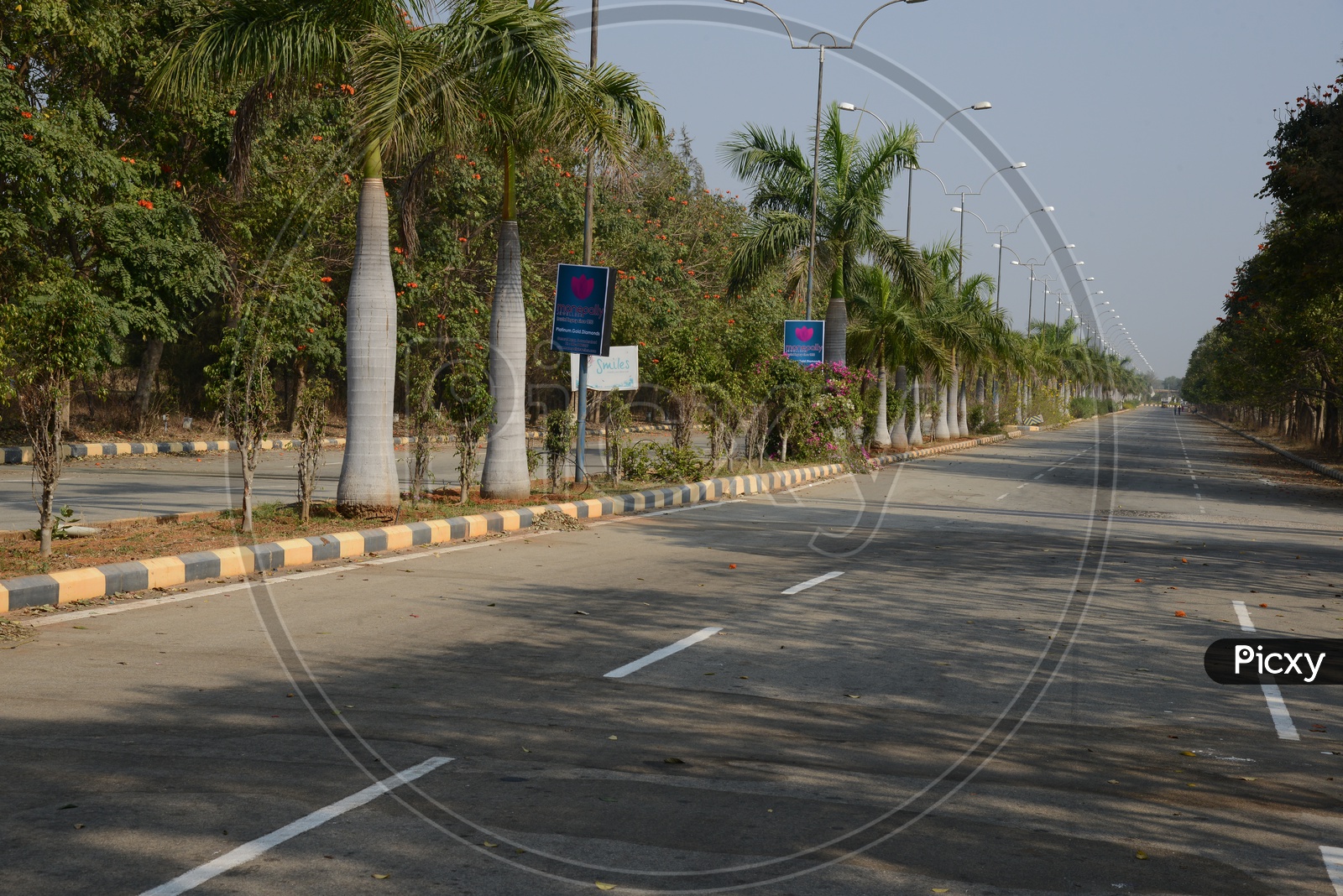 Road With Trees on Divider