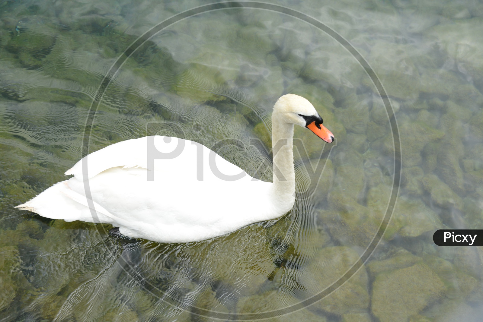 White Swan In a Lake