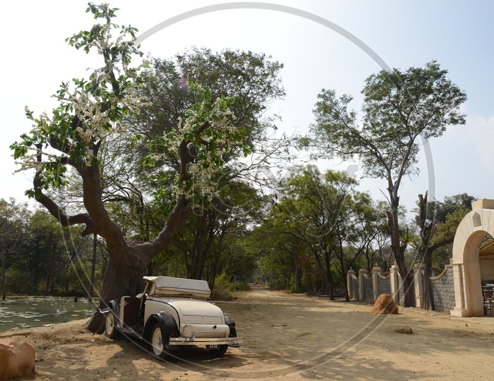 Vintage Car Accident To a Road Side Tree