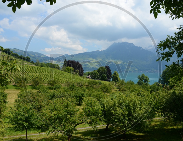 Grape Yards Or Gardens In Swiss Alps