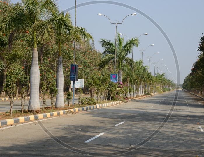An Empty Road With Trees on Divider