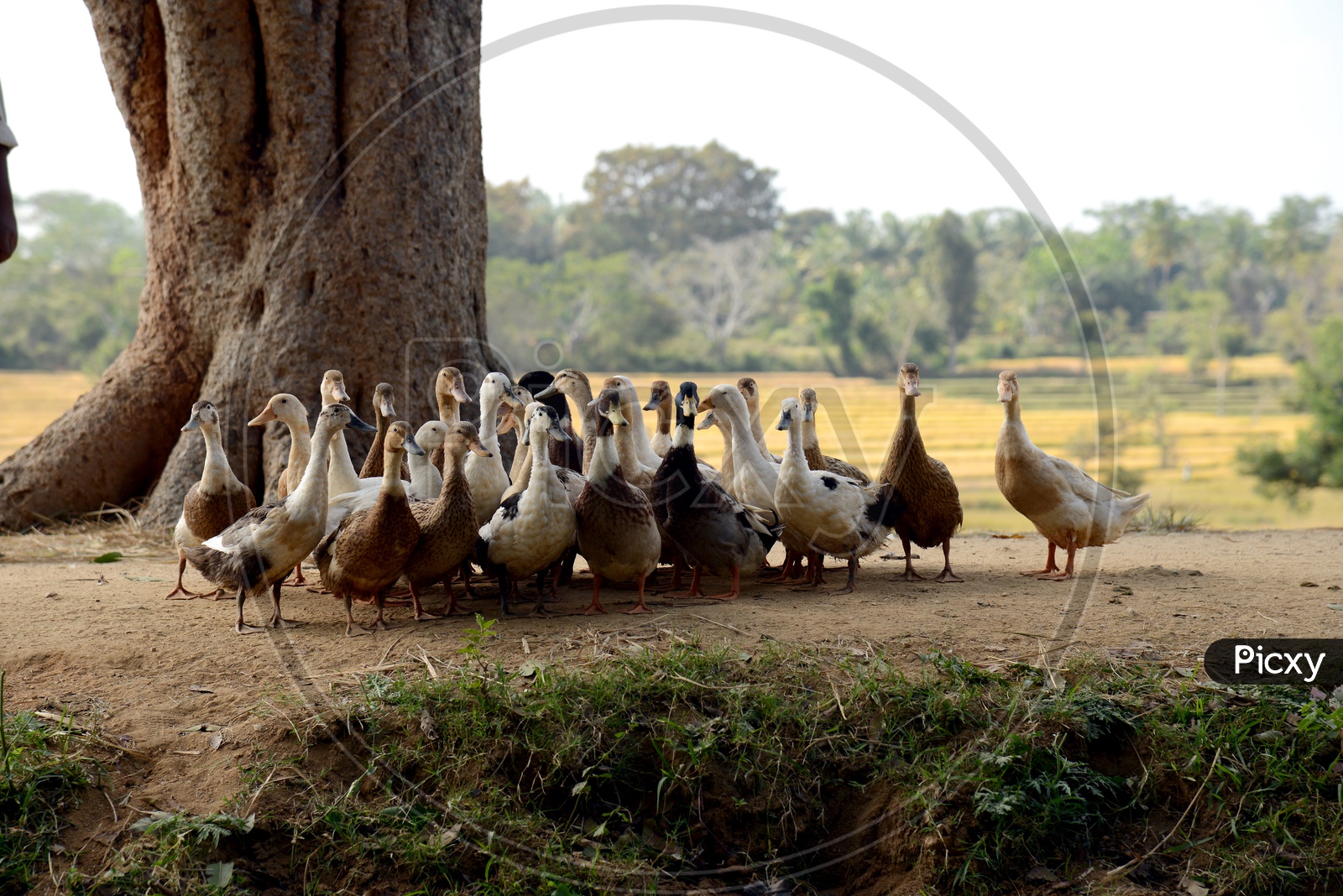 A Group Of Ducks Walking on Bank Of A Lake  In Rural Village
