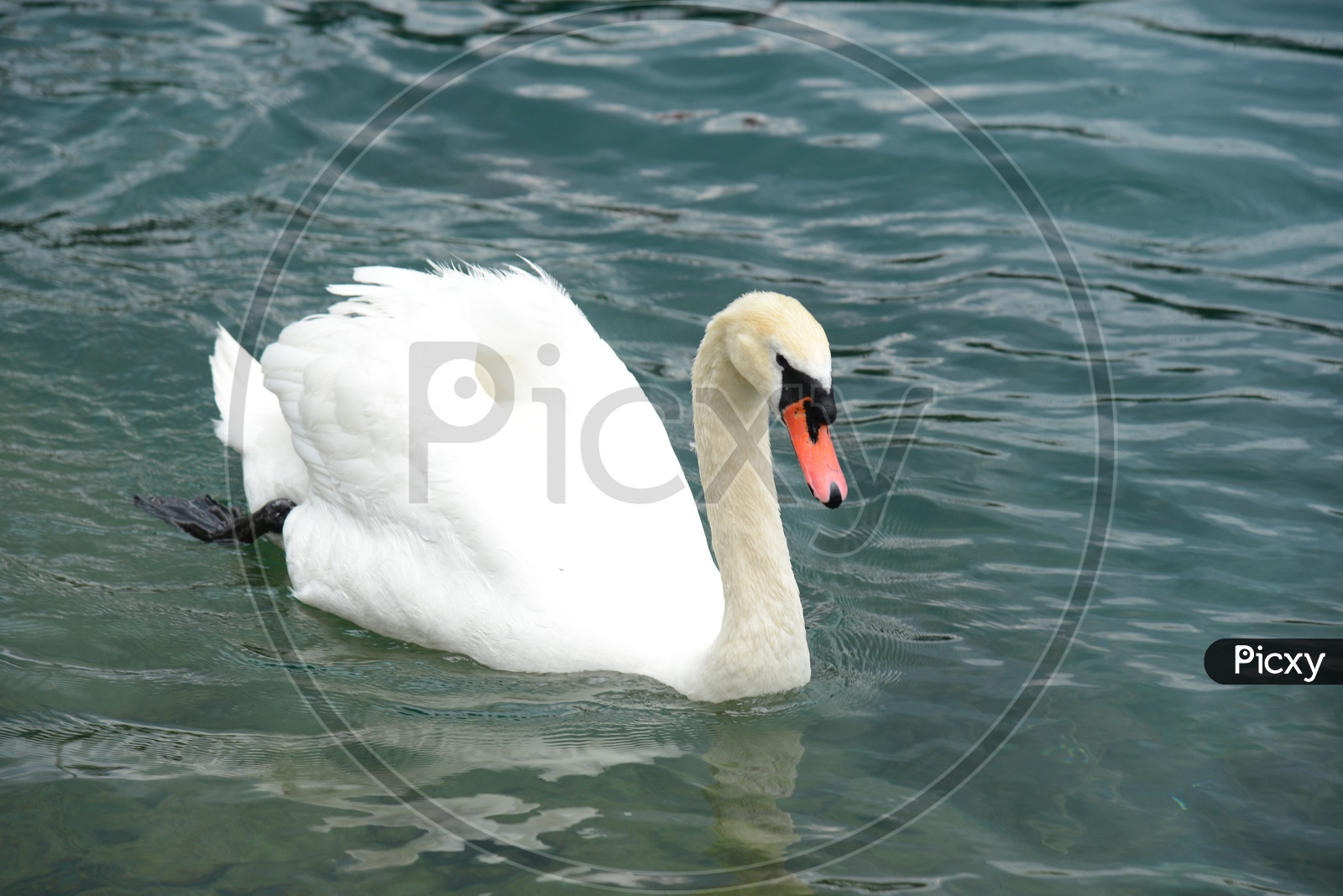 White Swan In a Lake