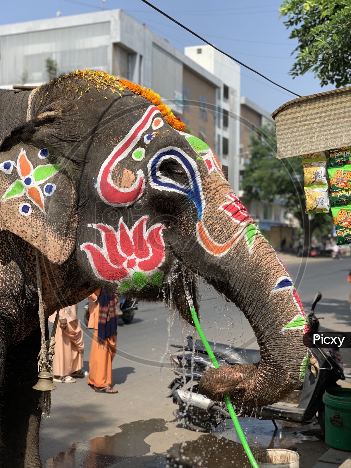 Hindu Temple Elephant Drinking Water With Water Pipe. Summer effect. 