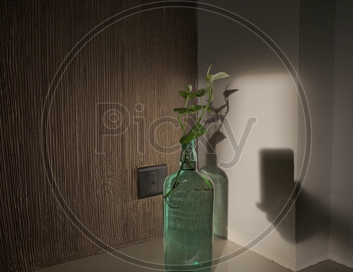 A Vase With Plant In a House
