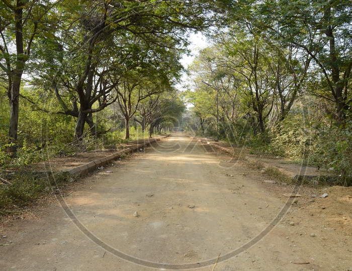 Mud Roads With Trees On Both Sides