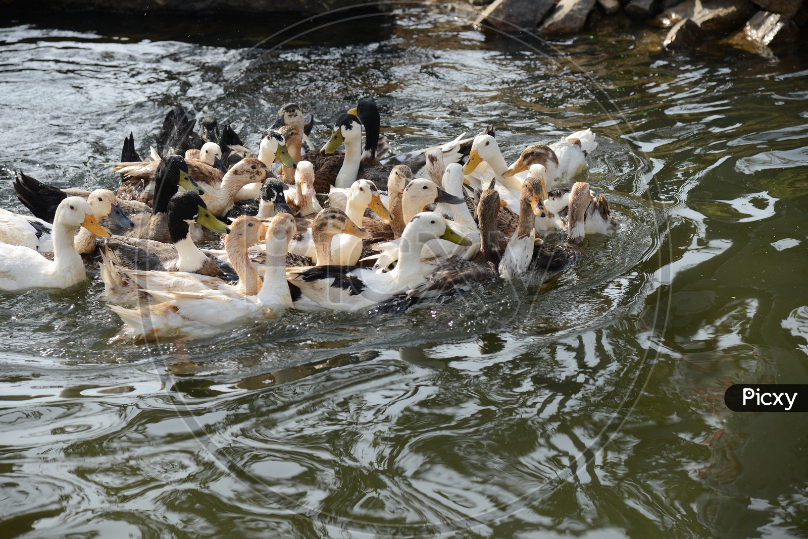 Group of Ducks  in a Pond