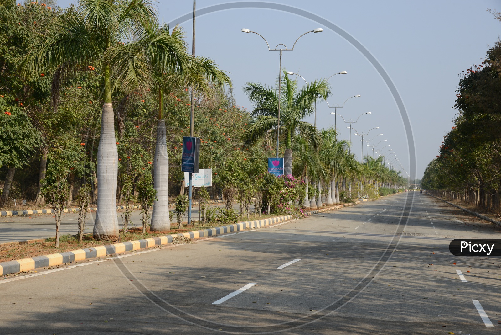 An Empty Road With Trees on Divider