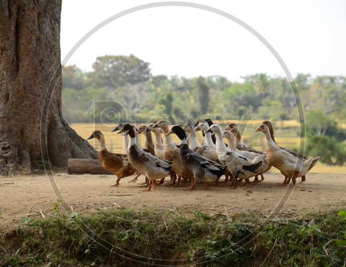 A Group Of Ducks Walking on Bank Of A Lake  In Rural Village