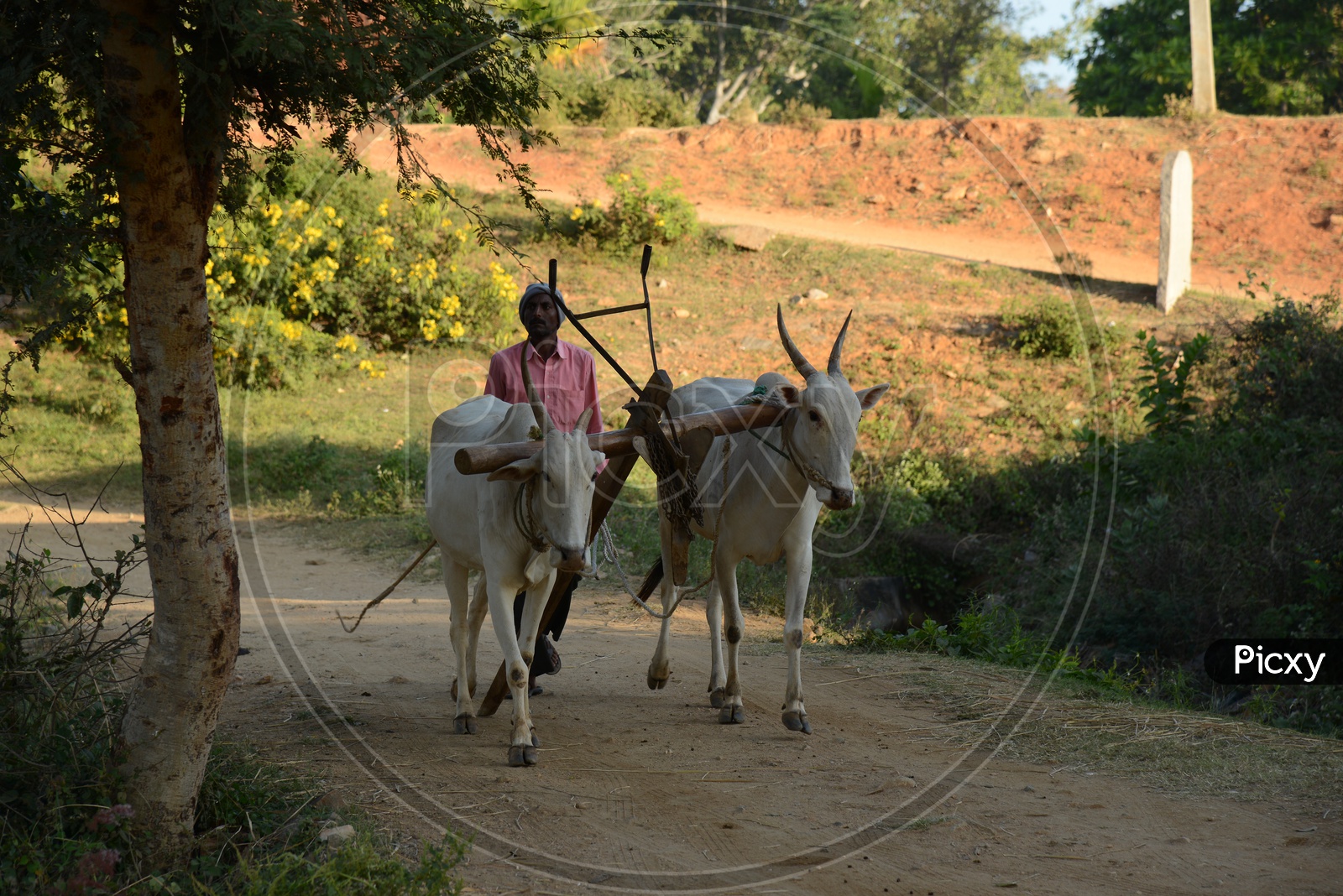Indian Farmer Walking With Bullocks on Rural Village Roads